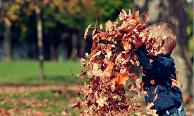 Leave the Leaves