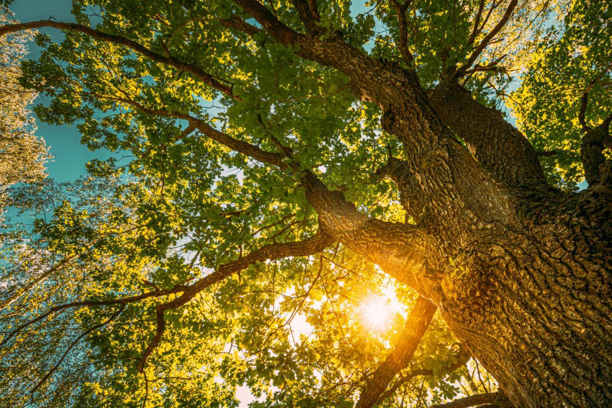 Featured image of Tree Inventory and Management Plan Grant