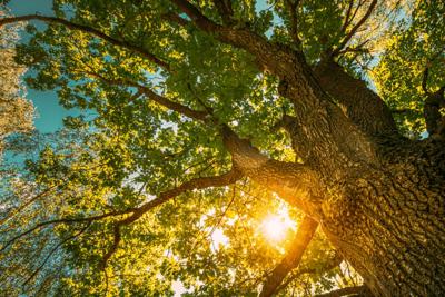Tree Inventory and Management Plan Grant