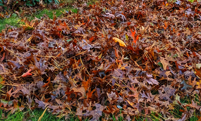 City Announces Additional  Leaf Cleanup Efforts