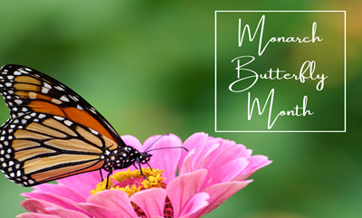 Darien Celebrates Pollinator Week and the Summer of the Monarch