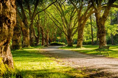 Tree Inventory and Management Plan Completed